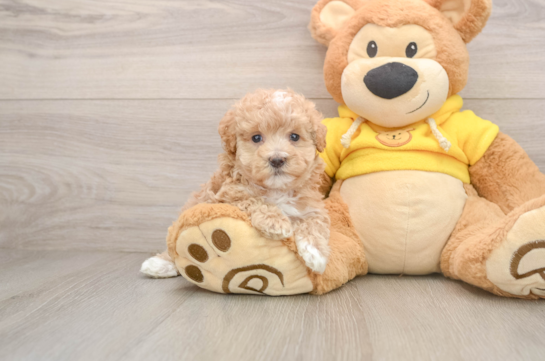 Maltipoo Puppy for Adoption