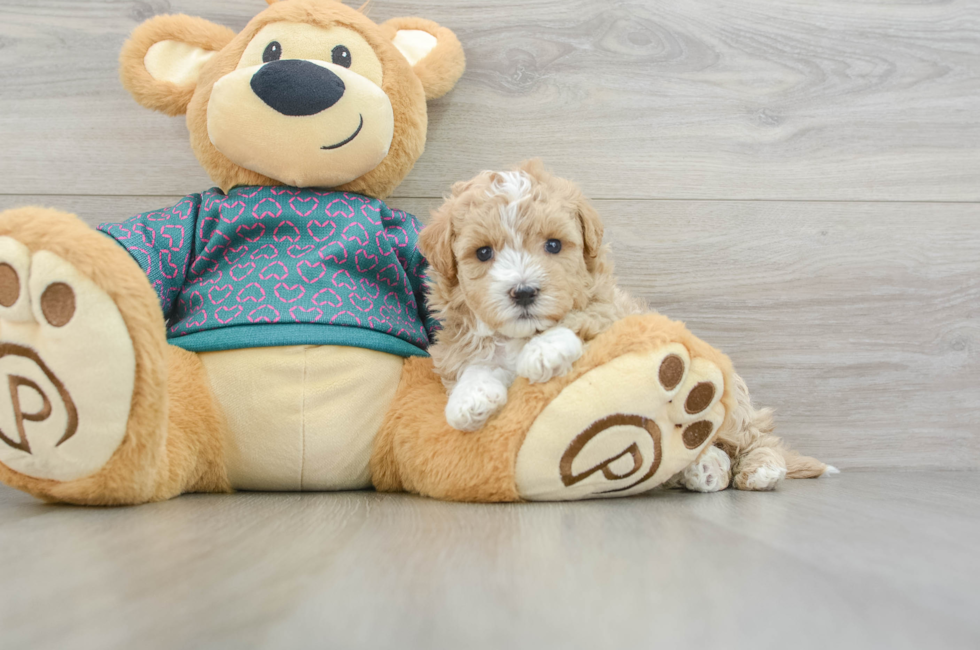 7 week old Maltipoo Puppy For Sale - Lone Star Pups