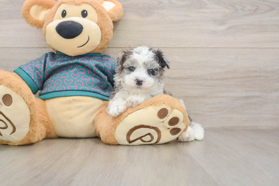 Happy Maltipoo Baby