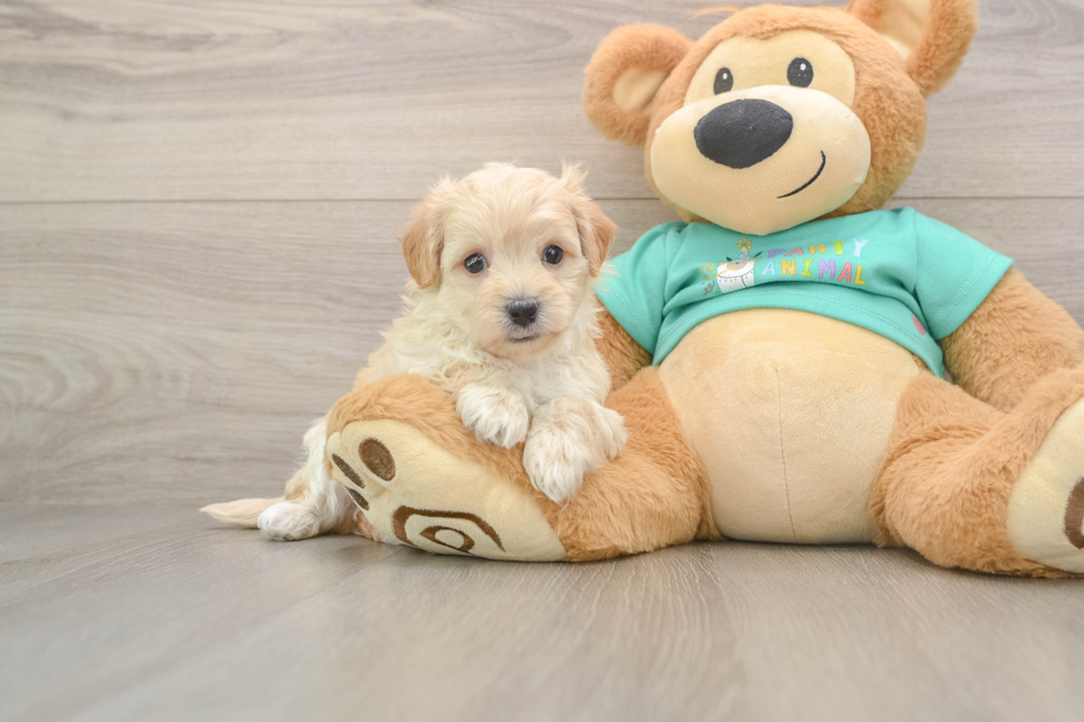 Maltipoo Pup Being Cute
