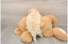 Adorable Moodle Poodle Mix Puppy