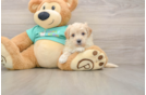Friendly Maltipoo Baby