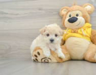 7 week old Maltipoo Puppy For Sale - Lone Star Pups