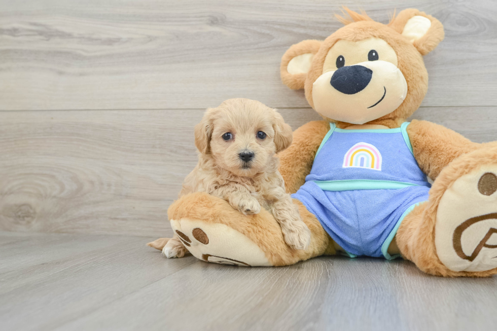 Fluffy Maltipoo Poodle Mix Pup