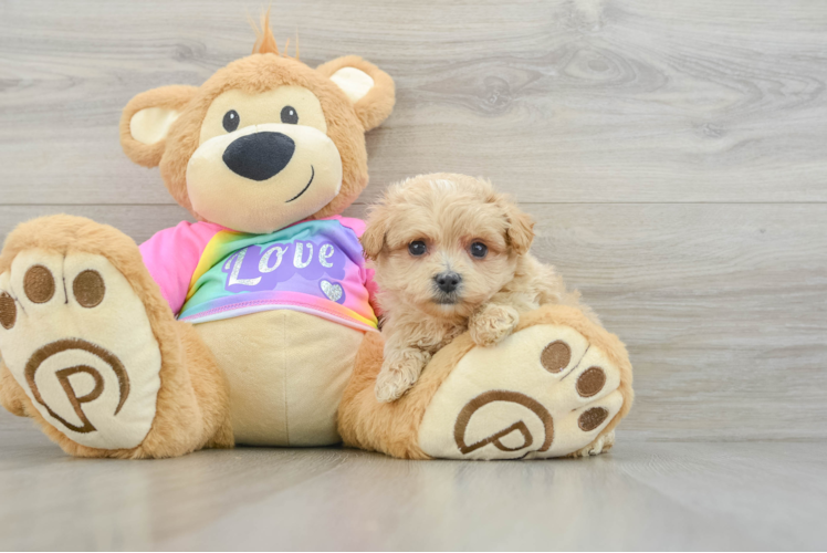 Friendly Maltipoo Baby