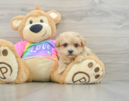 9 week old Maltipoo Puppy For Sale - Lone Star Pups