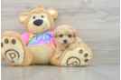 Friendly Maltipoo Baby