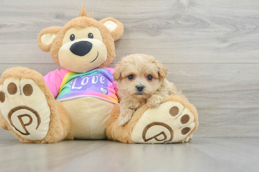 6 week old Maltipoo Puppy For Sale - Lone Star Pups