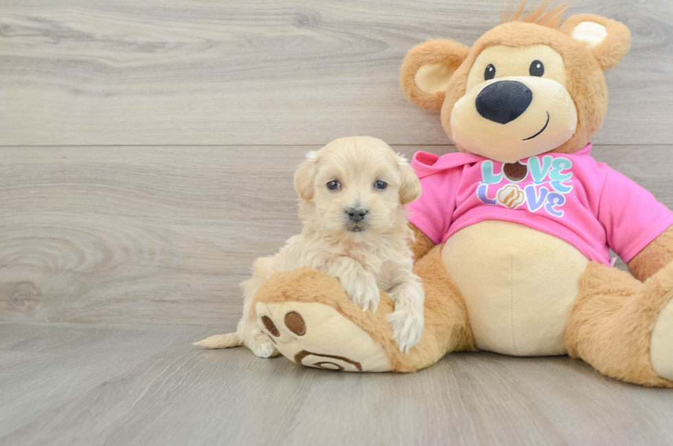 6 week old Maltipoo Puppy For Sale - Lone Star Pups