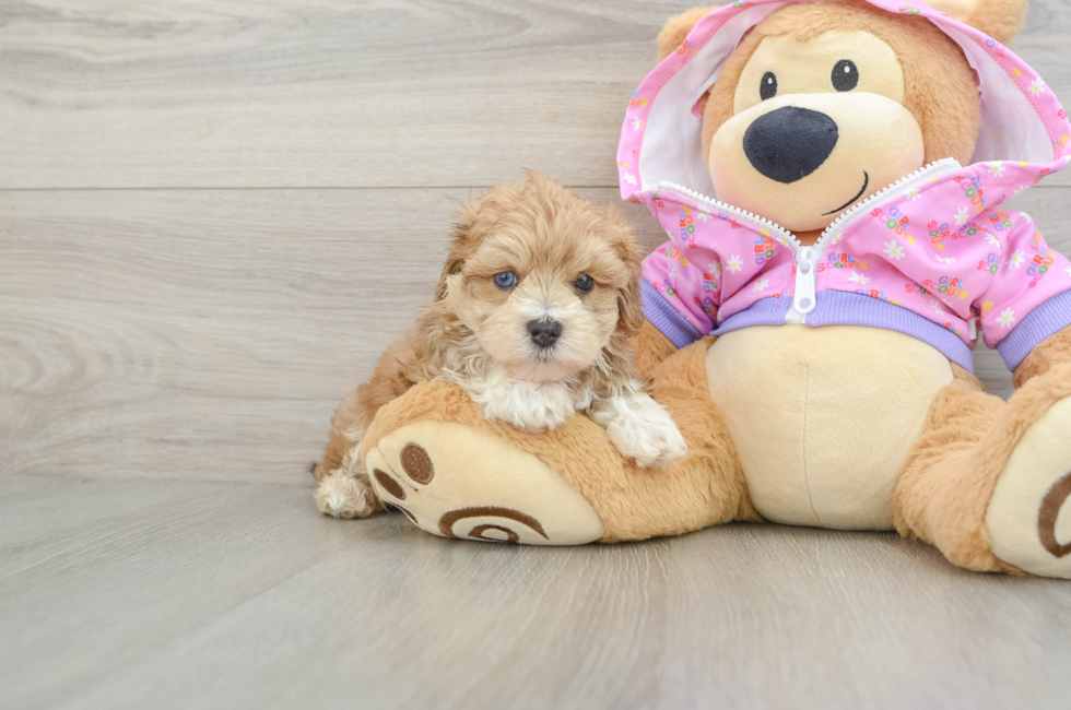 5 week old Maltipoo Puppy For Sale - Lone Star Pups