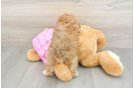 Maltipoo Puppy for Adoption