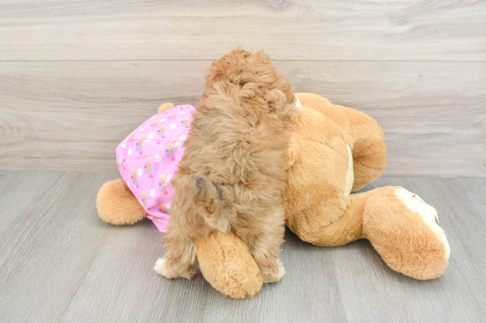 Maltipoo Puppy for Adoption
