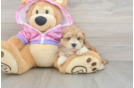 Maltipoo Puppy for Adoption