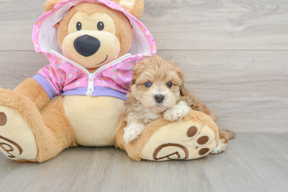 Maltipoo Puppy for Adoption
