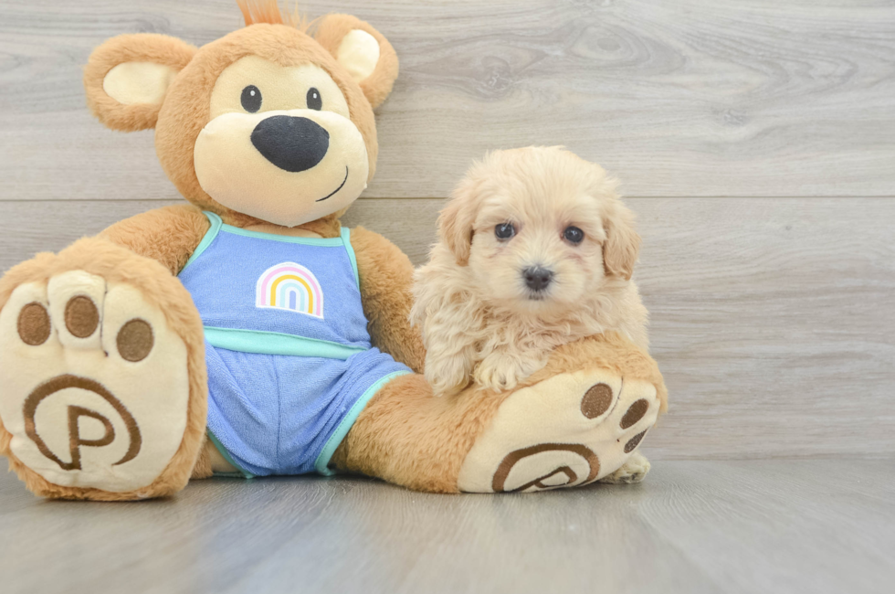 6 week old Maltipoo Puppy For Sale - Lone Star Pups
