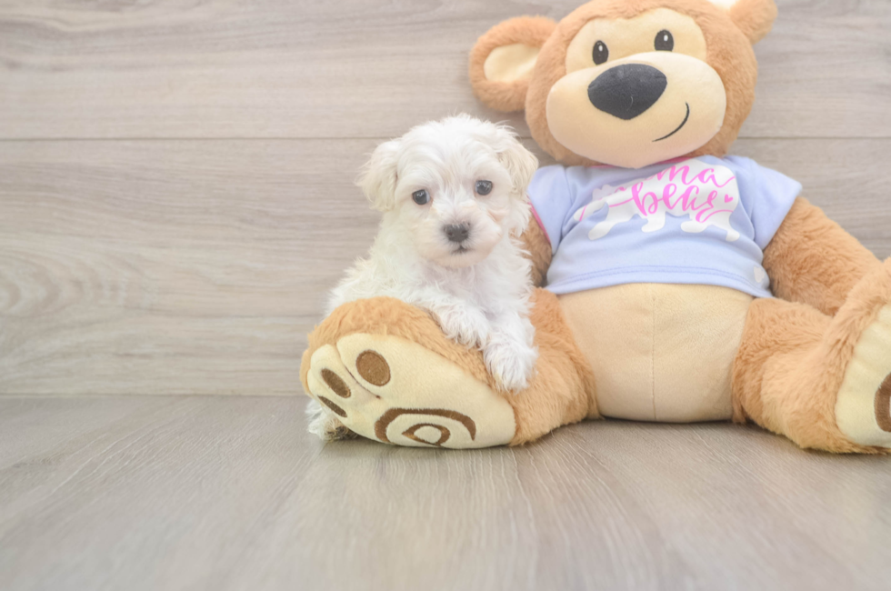 5 week old Maltipoo Puppy For Sale - Lone Star Pups