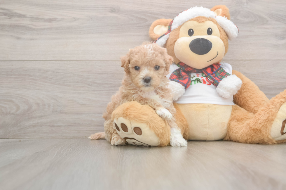 5 week old Maltipoo Puppy For Sale - Lone Star Pups