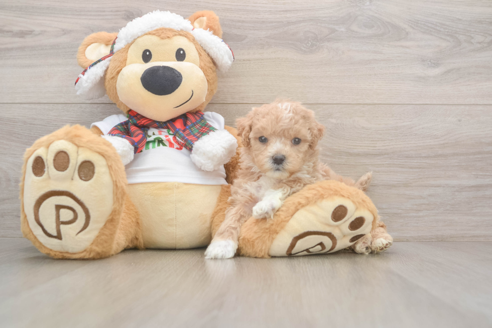 Maltipoo Pup Being Cute