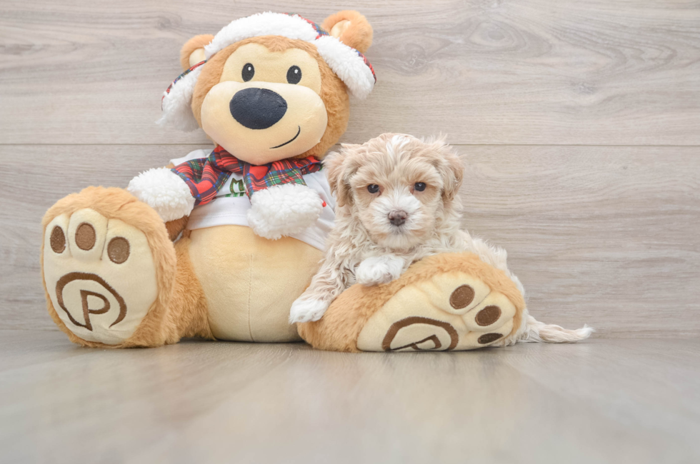 5 week old Maltipoo Puppy For Sale - Lone Star Pups