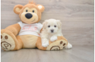 Best Maltipoo Baby