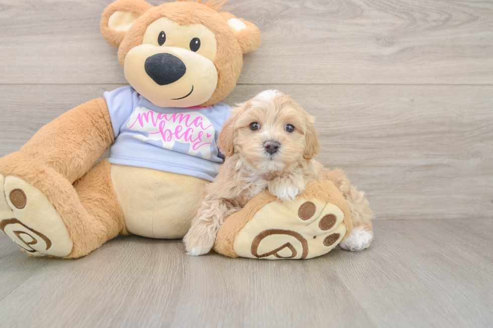 Happy Maltipoo Baby