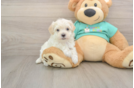 Best Maltipoo Baby