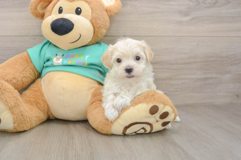 Petite Maltipoo Poodle Mix Pup