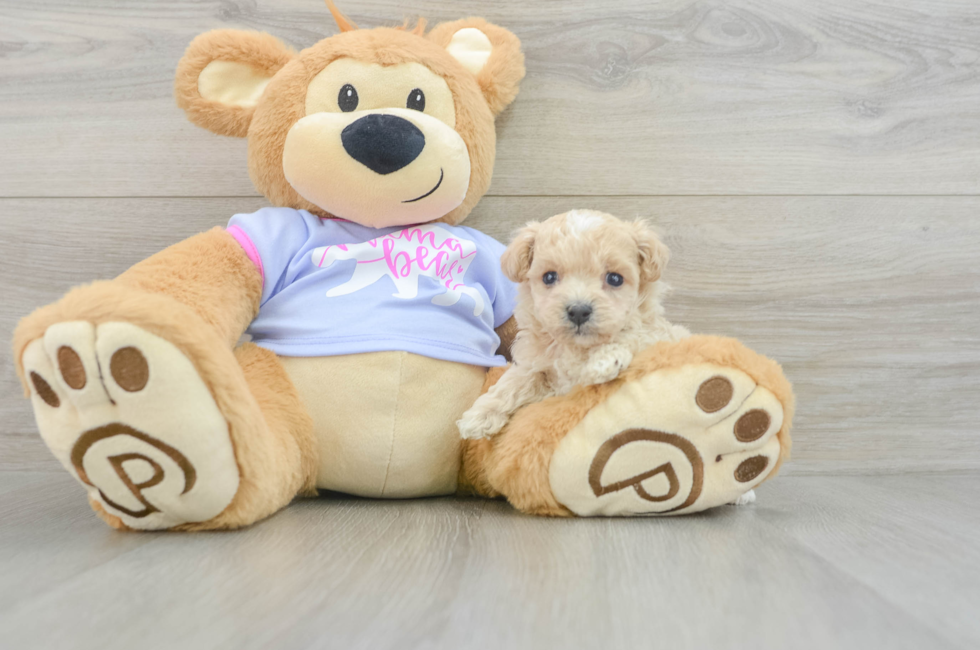 7 week old Maltipoo Puppy For Sale - Lone Star Pups