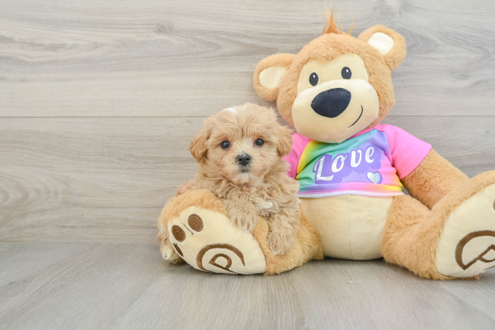 Little Maltepoo Poodle Mix Puppy