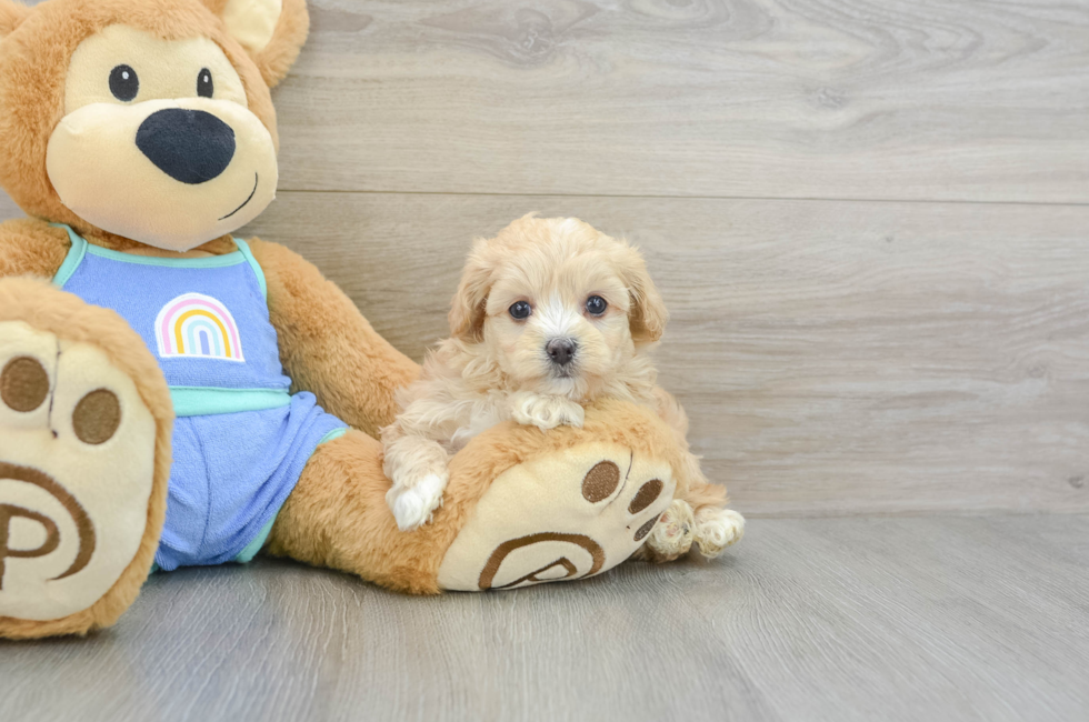 6 week old Maltipoo Puppy For Sale - Lone Star Pups