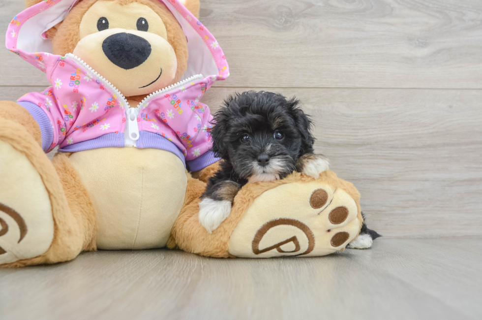 5 week old Maltipoo Puppy For Sale - Lone Star Pups