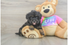 Adorable Maltepoo Poodle Mix Puppy