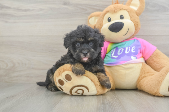 Adorable Maltepoo Poodle Mix Puppy