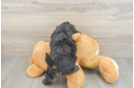 Energetic Maltese Poodle Poodle Mix Puppy