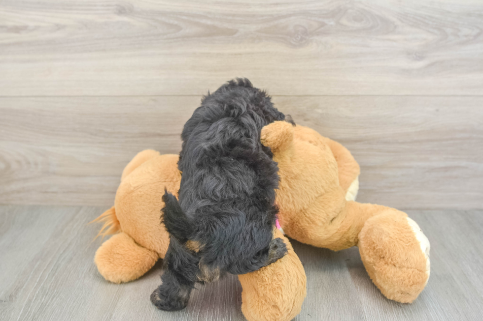 Energetic Maltese Poodle Poodle Mix Puppy