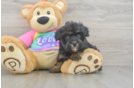 Maltipoo Pup Being Cute