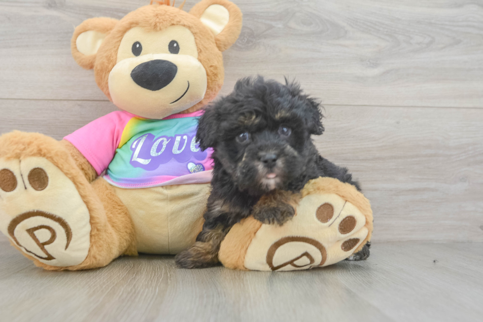 Maltipoo Pup Being Cute