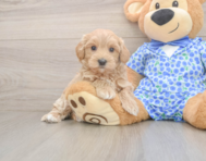 8 week old Maltipoo Puppy For Sale - Lone Star Pups