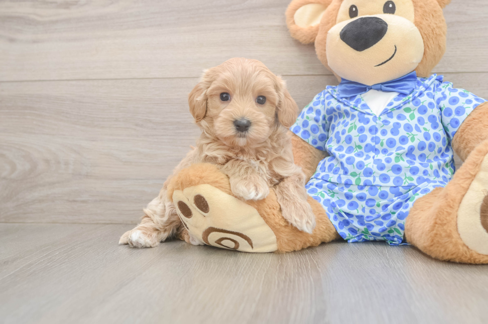6 week old Maltipoo Puppy For Sale - Lone Star Pups