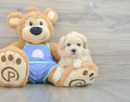 9 week old Maltipoo Puppy For Sale - Lone Star Pups