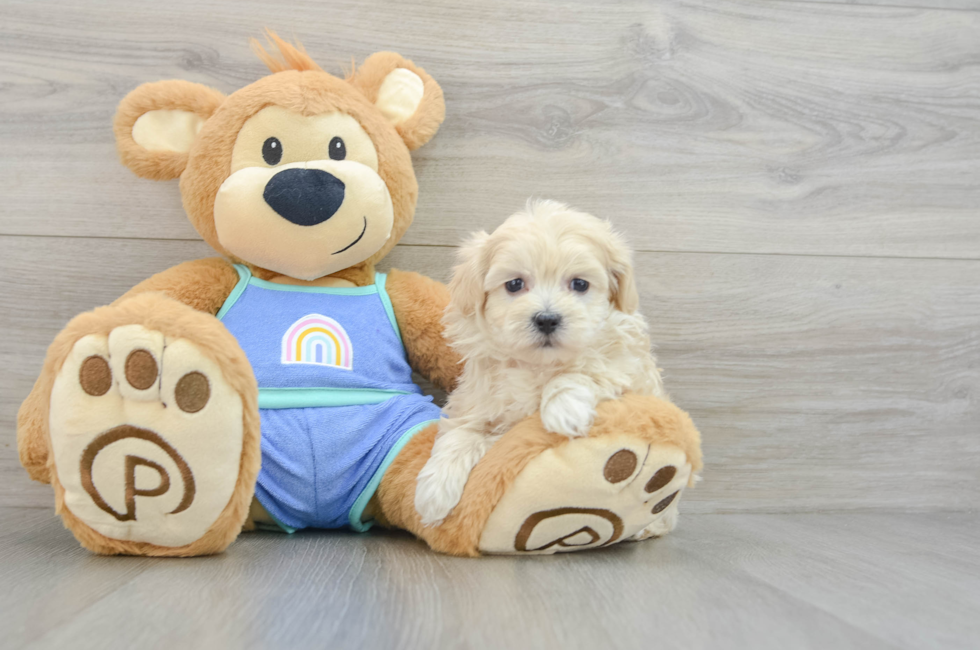 6 week old Maltipoo Puppy For Sale - Lone Star Pups