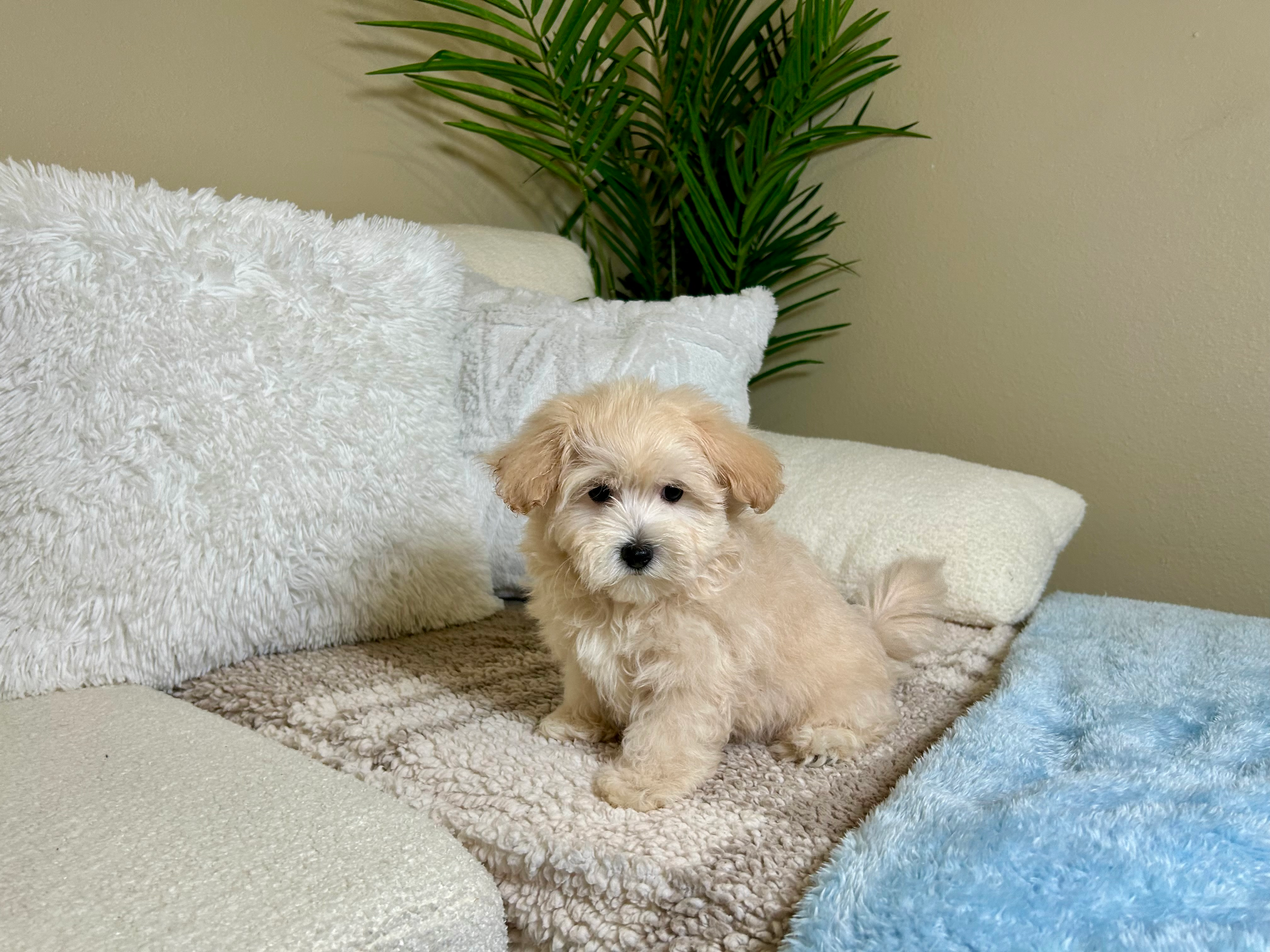 Maltipoo Puppy for Adoption