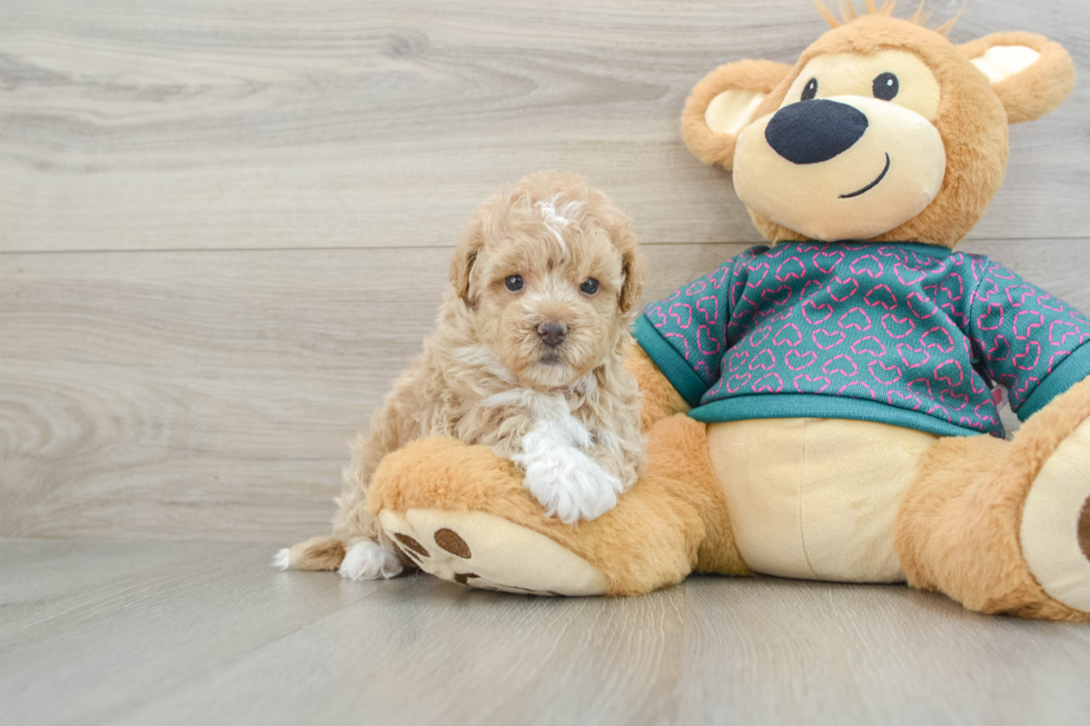 Fluffy Maltipoo Poodle Mix Pup