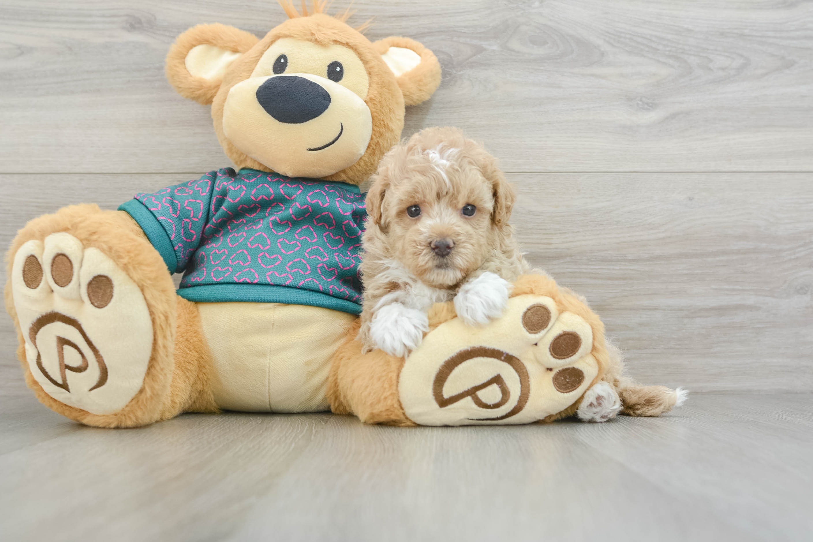 Playful Malt a Poo Poodle Mix Puppy