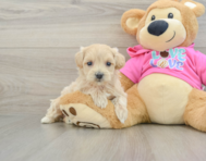 8 week old Maltipoo Puppy For Sale - Lone Star Pups