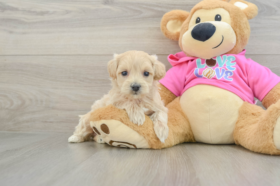 6 week old Maltipoo Puppy For Sale - Lone Star Pups