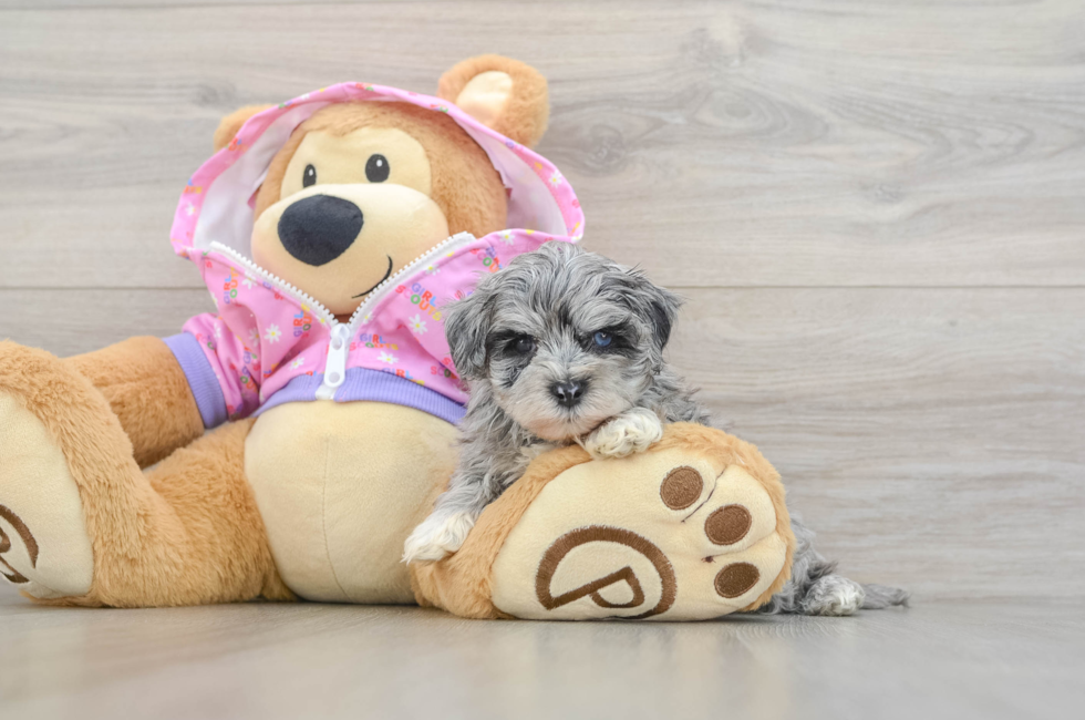 5 week old Maltipoo Puppy For Sale - Lone Star Pups
