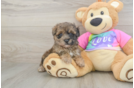 Best Maltipoo Baby