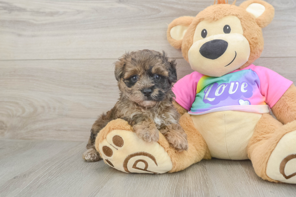 Best Maltipoo Baby