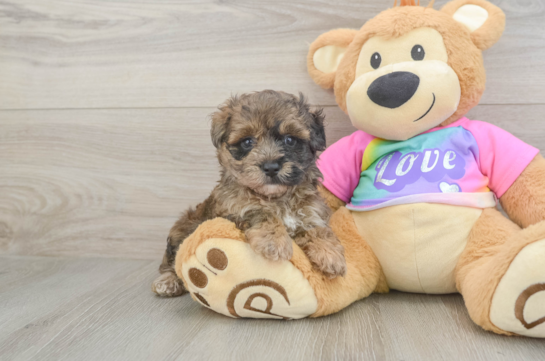 Best Maltipoo Baby